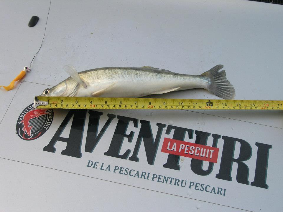 pozeeee - aventuri.jpg